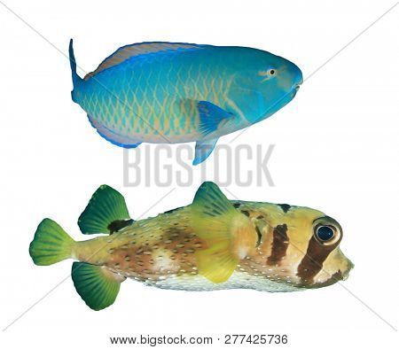 Fish isolated. Parrotfish and Burrfish on white background 