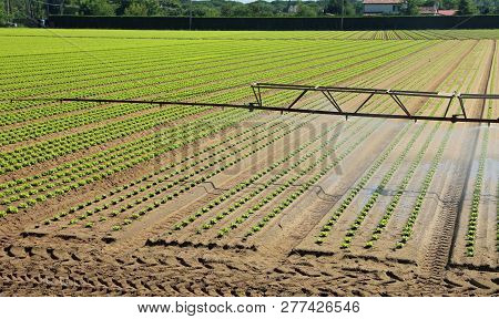 Automatic Irrigation System In The Field With Fresh Shoots Of Tender Lettuce In The Summer In The Pl