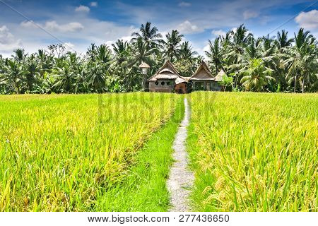 Rural House In Morning Sunlight Standing On The Rice Field In Penestanan Place Near Ubud, Bali, Indo