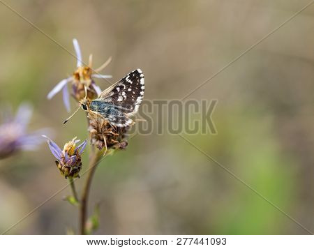 Beautiful Male Of Red-underwing Skipper Buttefly ( Spialia Sertorius )sitting On A Flower