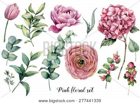 Hand Painted Floral Elements. Watercolor Botanical Illustration With Ranunculus, Tulip, Peony, Hydra