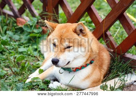 Japanese Dog Of Shiba Inu Breed Lying On A Sunny Summer Day. Japanese Small Size Dog Shiba Ken Rest 