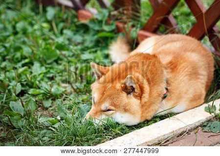 Japanese Dog Of Shiba Inu Breed Lying On The Green Grass On A Sunny Summer Day. Japanese Small Size 