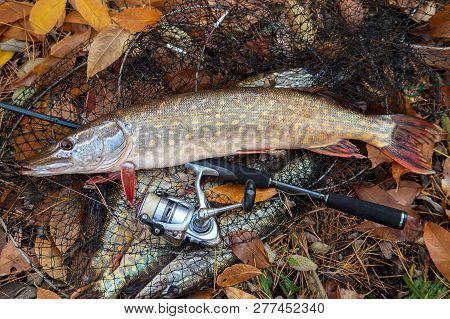 Freshwater Pike Fish. Freshwater Pike Fish Lies On Landing Net With Fishery Catch In It And Fishing