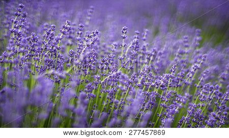 Lavender Flowers Photographed In England With A Spiders Web In The Center