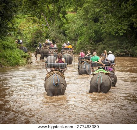 Tourists Elephant Riding In Chiang Mai (thailand)