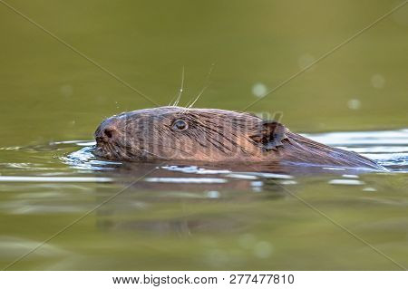 European Beaver (castor Fiber) Swimming In Colorful Water Around Sunset In Biesbosch Nature Reserve 