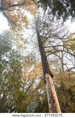 Dry Trunk Of Spruce With Exfoliating Bark, Diseased Fir Tree Damaged By Bark Beetle, Nature, Autumn 