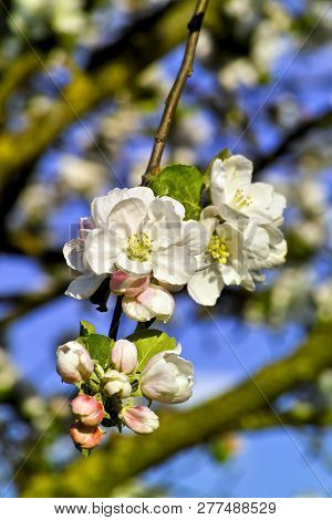 Apple Tree Blossom (malus Domestica) In Spring, Bavaria, Germany