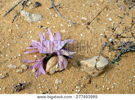 Flowering Of Autumn Crocus Colchicium (lat. - Colchicum Ritchii) In The Winter In The Negev Desert