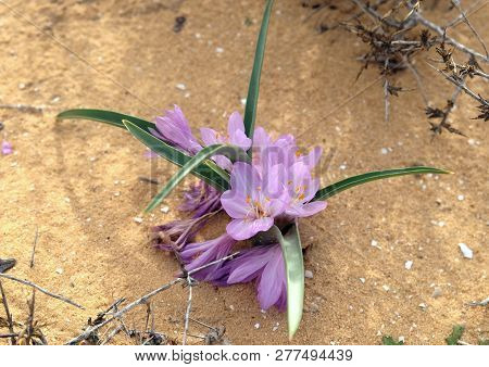 Flowering Of Autumn Crocus Colchicium (lat. - Colchicum Ritchii) In The Winter In The Negev Desert
