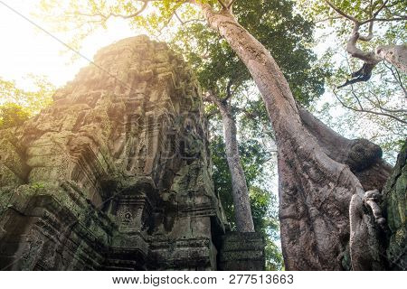 Roots Of A Giant Spung Tree Covered On Ta Prohm Temple An Iconic Tourist Attraction Place In Siem Re