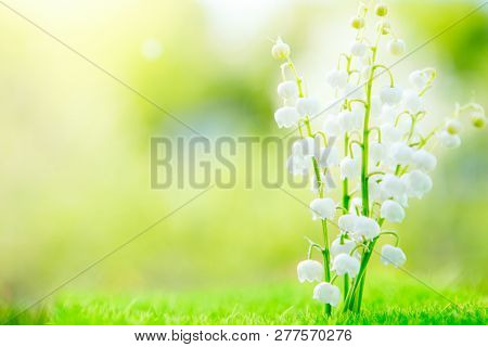 Blooming Spring Lily Of The Valley In Morning Sunny Garden