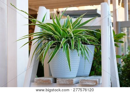 Chlorophytum In White Flowerpot On Wooden Shelf . Ornamental Plants In Pot. Variegatum,comosum House