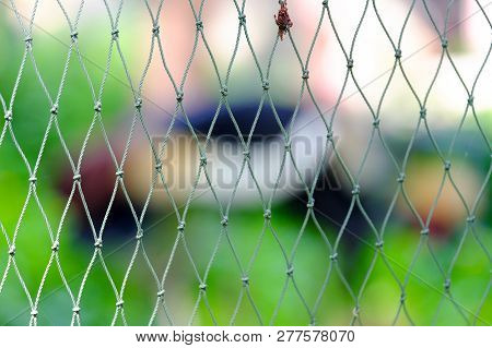 Bird Net And Blur Big Bird Inside The Cage At The Zoo