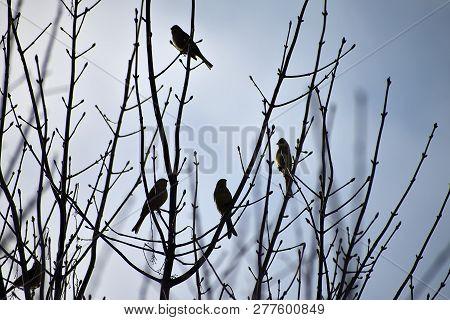 Emberiza Citrinella. A Flock Of Birds On Branches. Winter Time