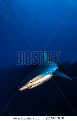Grey Reef Shark Encounter In A Tropical Reef With Clear Blue Water On The Background .