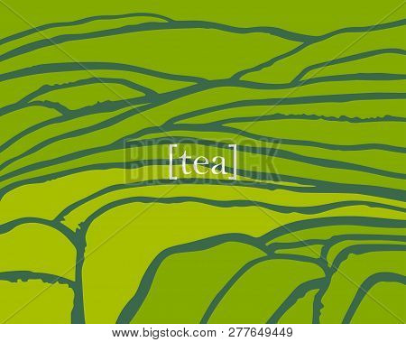 Vector Tea Plantation On Cascades Field. Tea Title