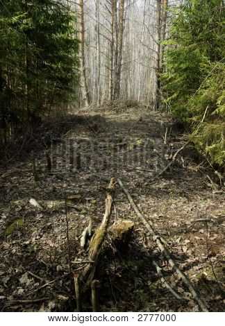 Wild Spring Wald