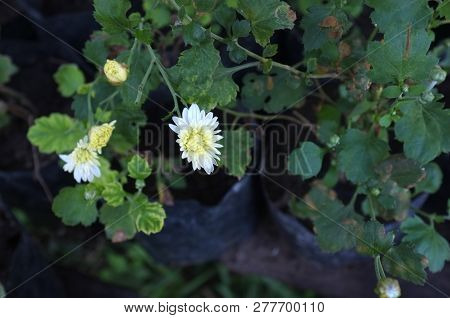 White Chrysanthemum Flower Type Species Name Chrysanthemum Indicum Linn
