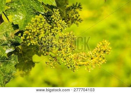 Photo Picture Of Acinus Unripe Grape Fresh Green Bunches