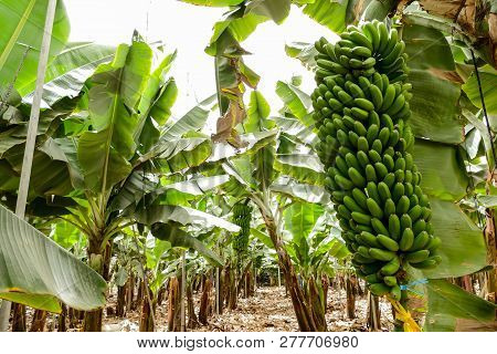 Banana Plantation Field In The Canary Islands