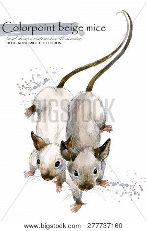 decorative mice watercolor hand drawn illustration. home mouse