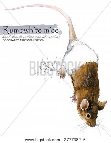 Decorative Mice Watercolor Hand Drawn Illustration. Home Mouse