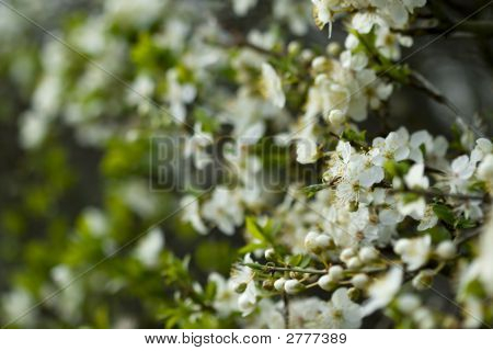 Plum Blossom