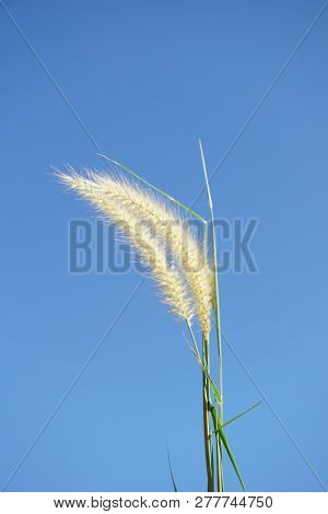 Close Up Pennisetum Pedicellatum Flower In Nature Garden