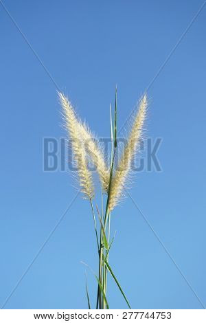 Close Up Pennisetum Pedicellatum Flower In Nature Garden