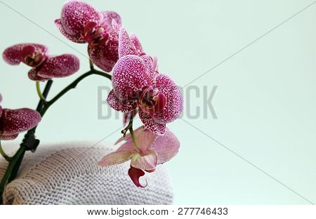 Knitted Clothes, Handmade, Wool, Mohair And Cotton. Near Them Are Orchids.
For Greeting Card, Websit
