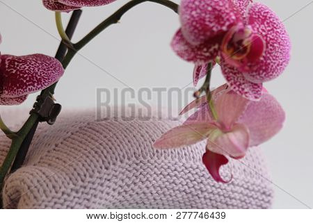 Knitted Clothes, Handmade, Wool, Mohair And Cotton. Near Them Are Orchids.
