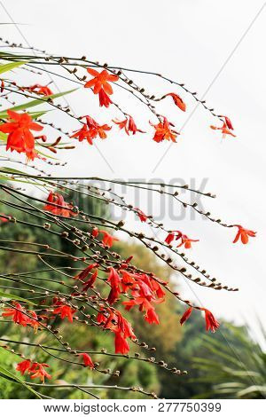 Beautiful Crocosmia Flowers In Nature Background In The View