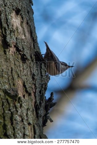 Eurasian Nuthatch, Wood Nuthatch (sitta Europaea) On The Tree Trunk, Close Up