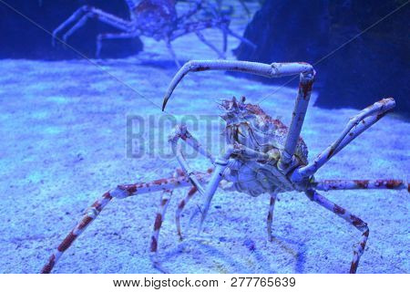 Close Up Of A Huge Spider Crab With Long Thin Legs In An Aquarium On The Sand. Bottom View