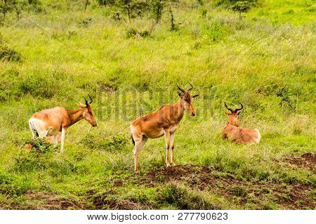 Three Hirolas In The Savannah Of Nairobi Park In Kenya In Africa