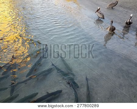 Pelicans And Birds Watching Tarpon Fish In Water In La Guancha In Ponce, Puerto Rico