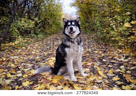 Outdoors Portrait Of An Alaskan Malamute Dog