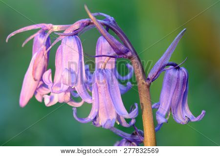 Close Up Of A Common Bluebell (hyacinthoides Non Scripta) Flower Covered In Water Droplets