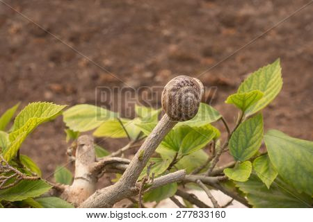 Single Snail Perched On Top Of A Pruned Bush With Green Leaves.  The Shot Has A Diffused Background.