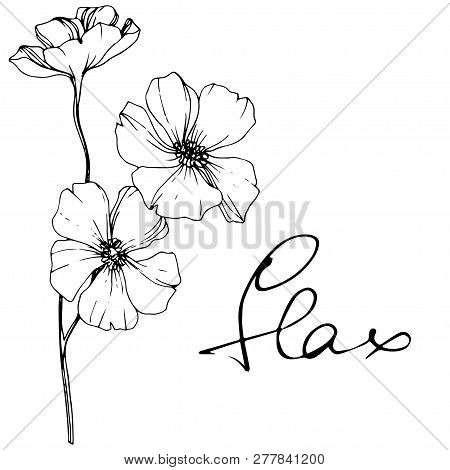 Vector Flax Floral Botanical Flower. Black And White Engraved Ink Art. Isolated Flax Illustration El