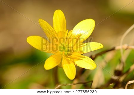 Lesser Celandine