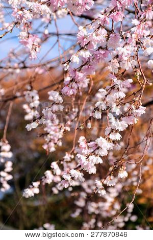 Autumnalis Makino Or Autumunalis Makino Or Winter-flowering Cherry Blossom On December 2018 In Kenro