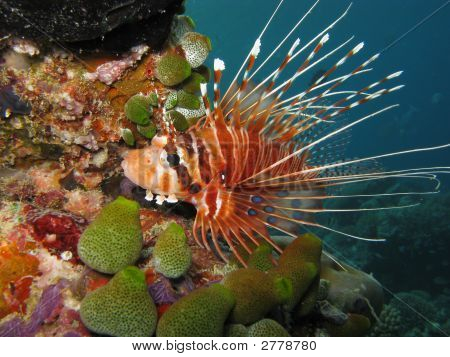 Antennata Lionfish