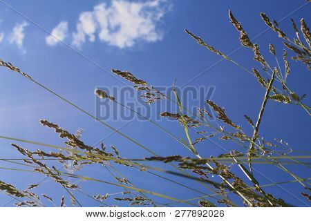 Уellow Grass On A Background Of Clouds