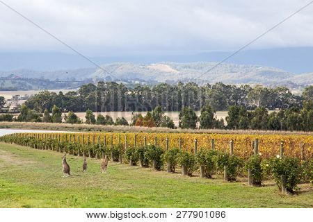 Yountville, Australia - April 22, 2015: Kangoroos In The Vineyard At Domaine Chandon Close To Melbou