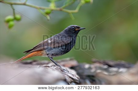 Male Black Redstart Stands Near A Waterpond