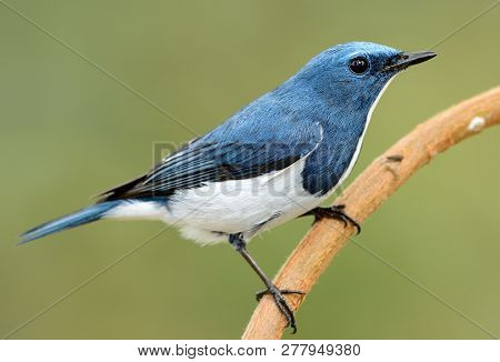 Beatiful Male Ultramarine Flycatcher (ficedula Superciliaris) Possing On The Branch