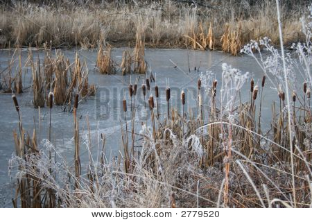 Bullrush